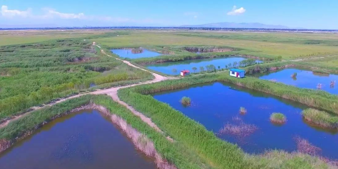 酒泉市六分湿地国家湿地公园                     地址:银达乡六分村