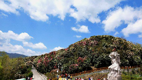 怎么走):  毕节市黔西县普底乡百里杜鹃风景名胜区百里杜鹃金坡景区内