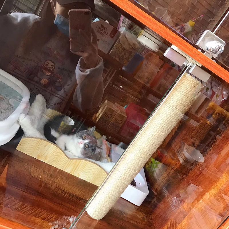 别动宠物工作室