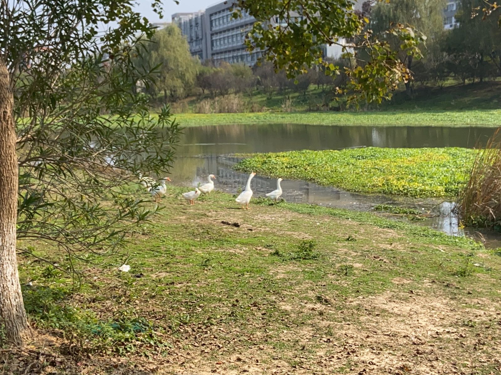 中国药科大学-鹅圈