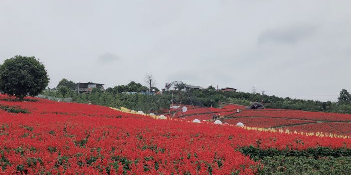 四川省宜宾市叙州区柏溪街道新联村高峰组