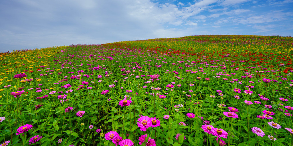 硕平花海