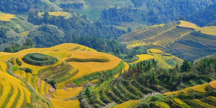 龙脊梯田金坑大寨