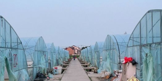张胖子草莓采摘基地