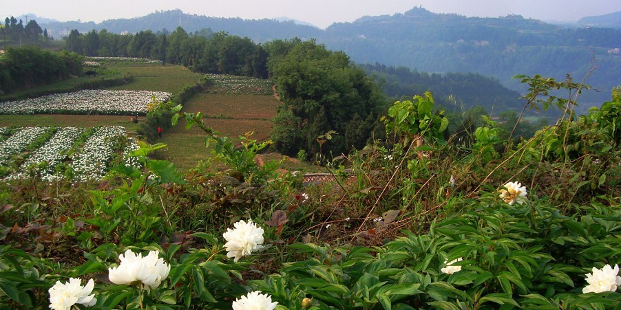 中江芍药古天宫堂景区