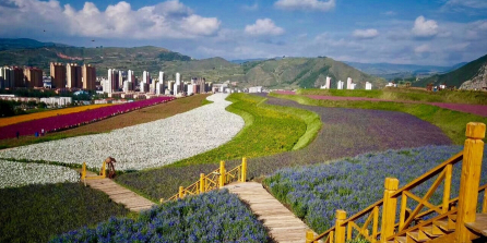 大通小煤洞庙花海