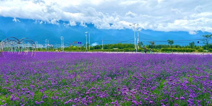 大理花海·芸海芳草