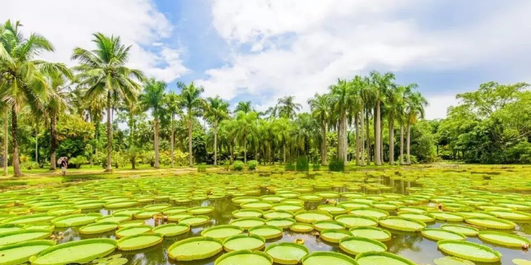 版纳植物园