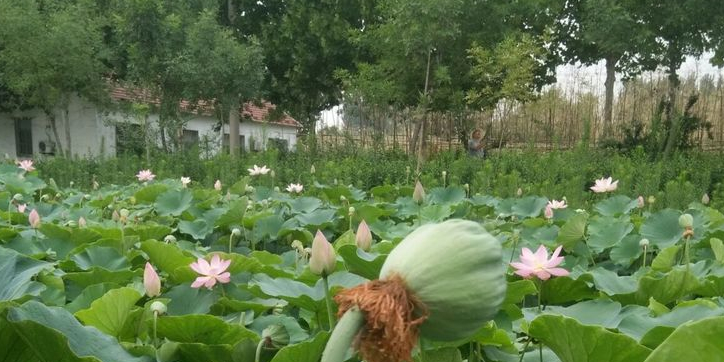 淄博文昌湖荷花池