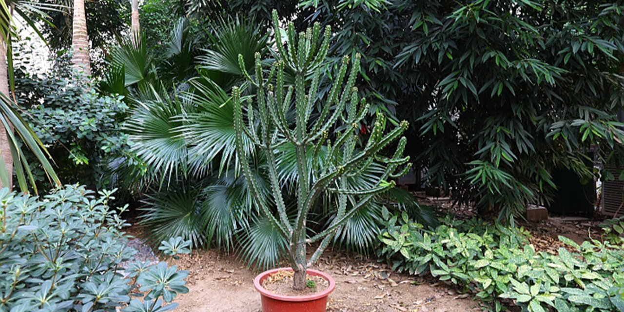 龙达热到植物园