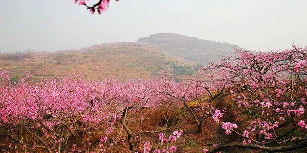 松林桃花山