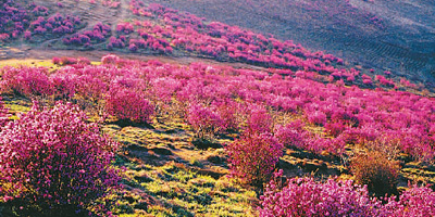 双鸭山市花海