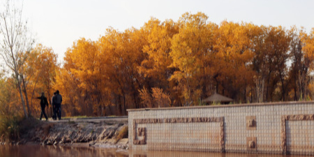 伽师县中国胡杨生态园景区