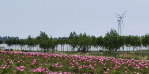 查干湖契丹岛百花园花的海