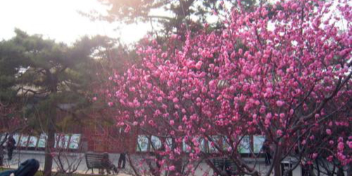 中山公园-梅园