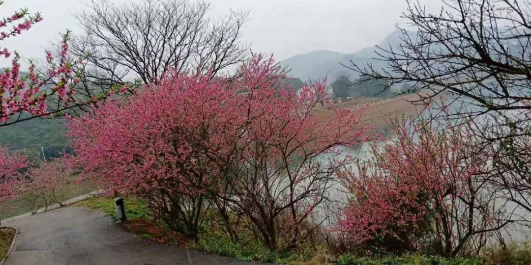 仙庾岭桃花岛