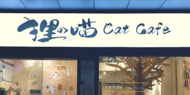 狸の喵 catcafe