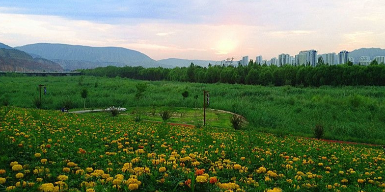 郁金香公园-黄河花堤