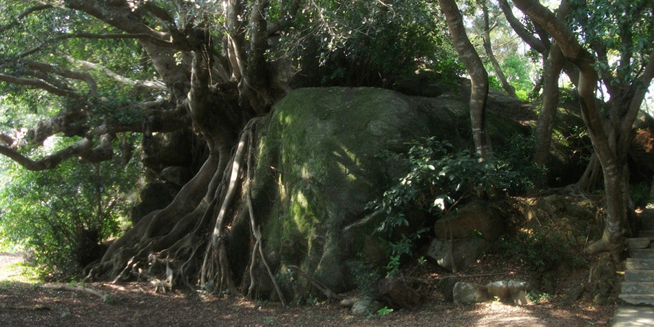 石包树