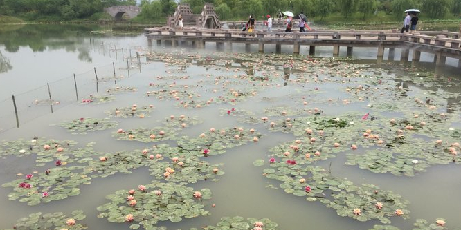 荷花池博览园