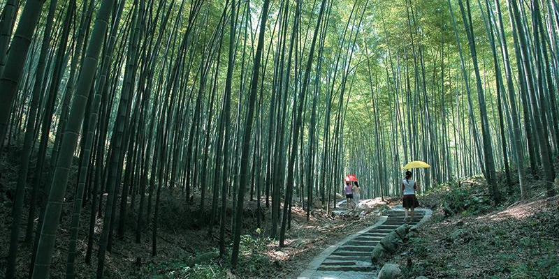 茶山竹海地理位置图片