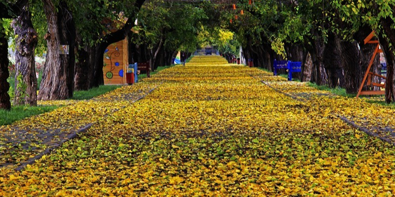 霍城县兰杆丝路农桑园