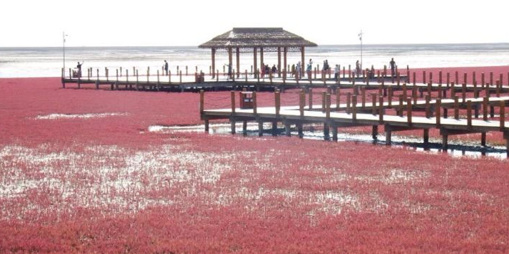 红海滩湿地文化公园