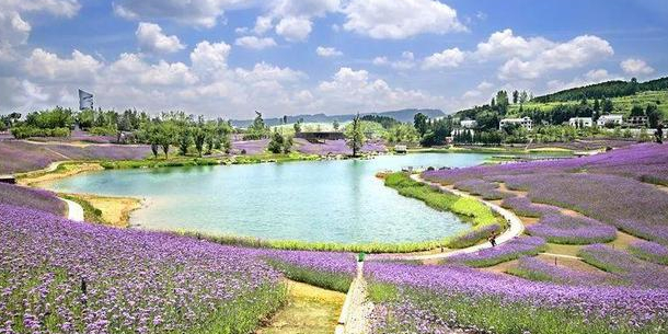 草塘花海