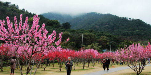 桃画山谷