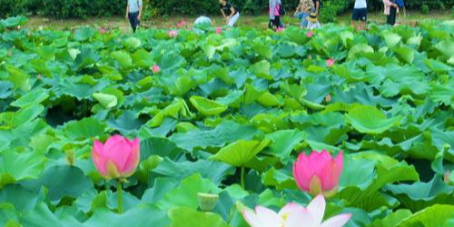 太湖湿地植物园