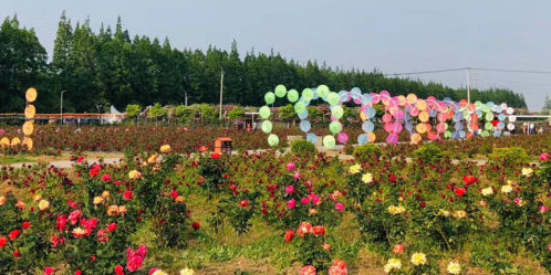 上海职务园花卉基地