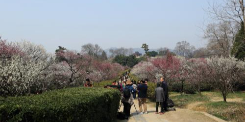 清花湾梅华山公园