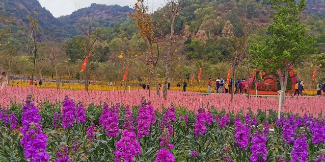 西樵山风景名胜区-西樵环山花海