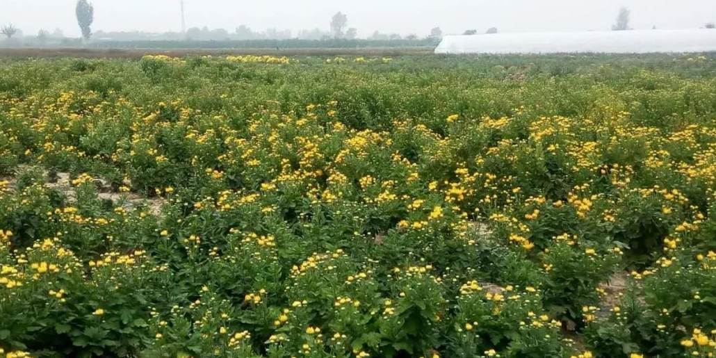 兴平市丰仪镇菊花