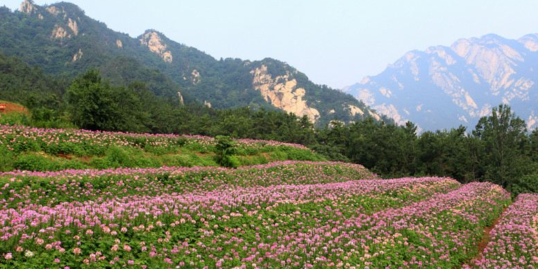 雾峰花海