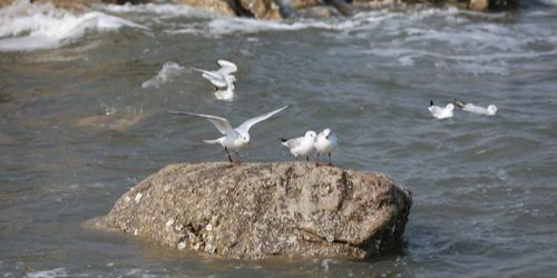 鸽子窝海鸥海滩