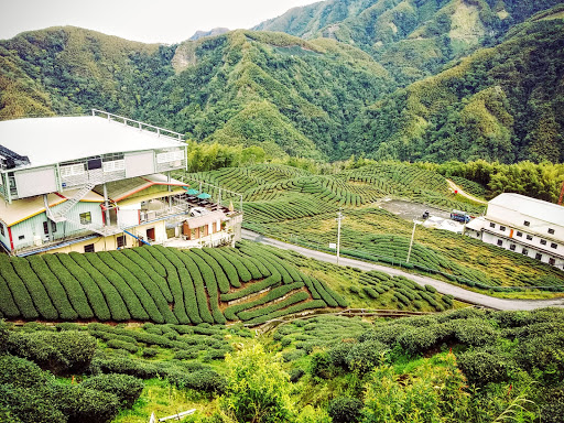 八卦山茶园