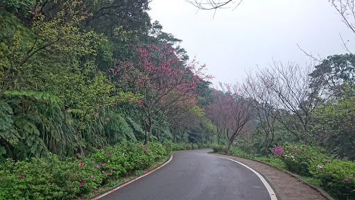 三芝樱花道