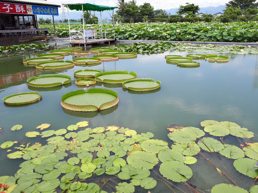 白河镇莲花