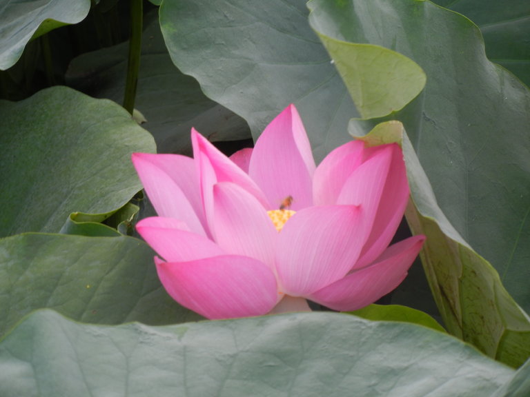 白河莲花公园