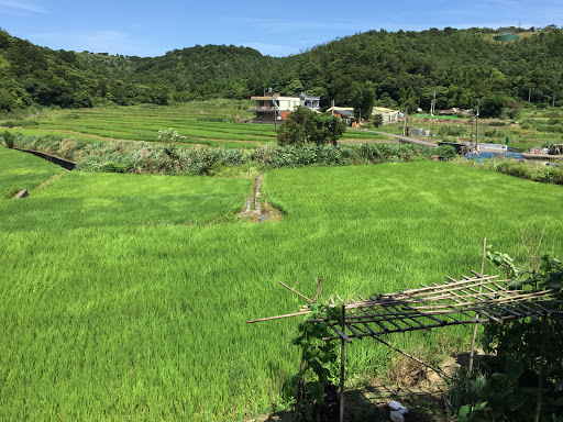 龟山枫树伯朗大道