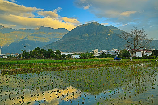 吉安金城武树