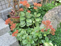 天空之城温泉民苇宿