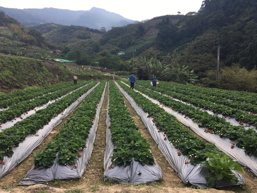 郁盈草莓园