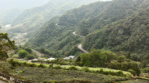 坪林 白福来 茶花园