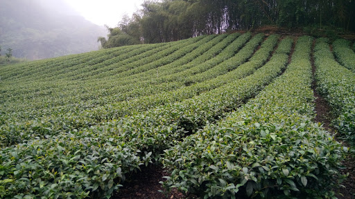 德荣药用植物园