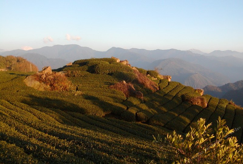 白紫茶香胧居