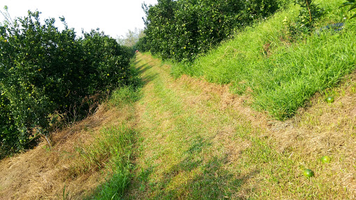 钩玉山高海拔乌龙茶