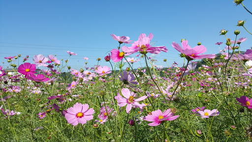 芎林秀湖花海