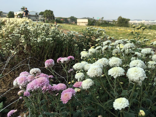 九湖农场杭白菊